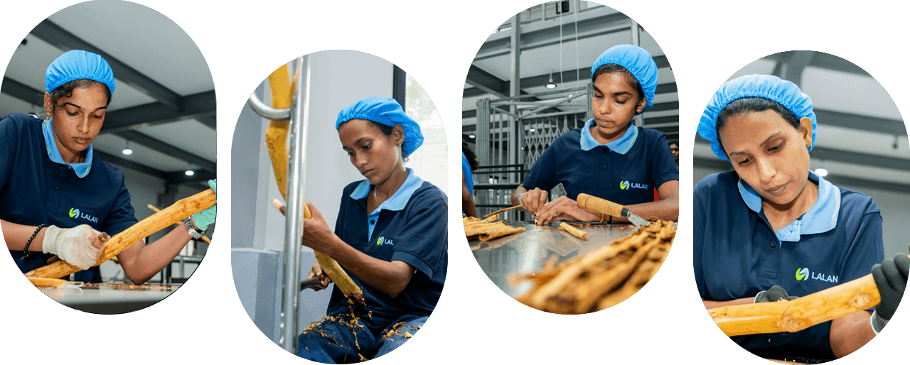 True Cinnamon by Lalan - Premium Ceylon Cinnamon Products